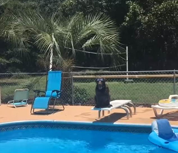 美狗狗听到主人施令后泳池内大秀狗刨式泳姿