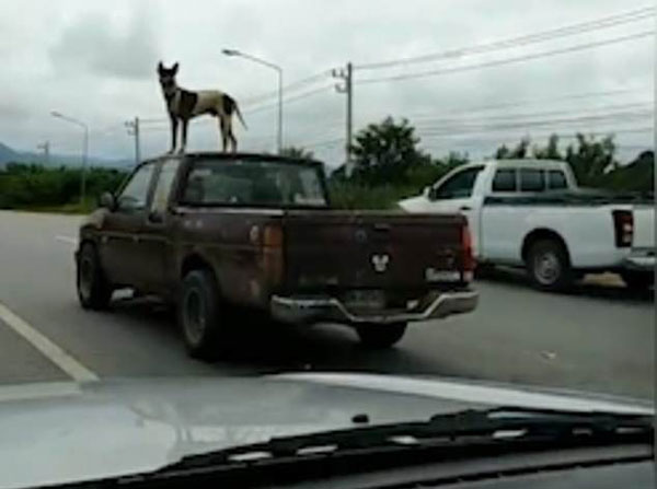 泰国一宠物狗稳站行驶中皮卡车顶 平衡感十足