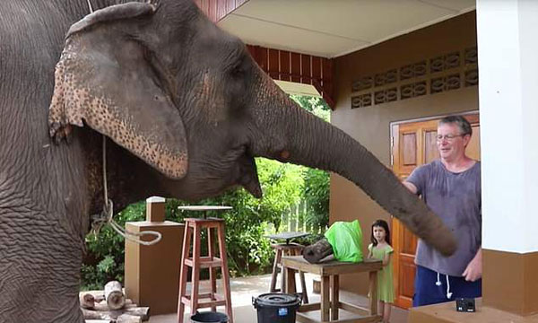 英钢琴家走进泰国丛林 为保护区大象演奏乐曲