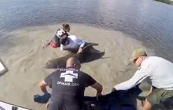 暖心！落单海豚被困美国泥滩 船员们拼命营救