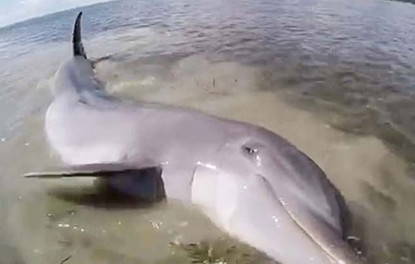 暖心！落单海豚被困美国泥滩 船员们拼命营救