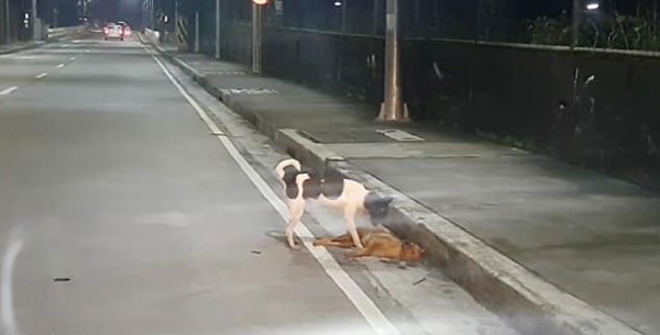 令人心碎！菲律宾一流浪狗试图叫醒被车撞死的伙伴