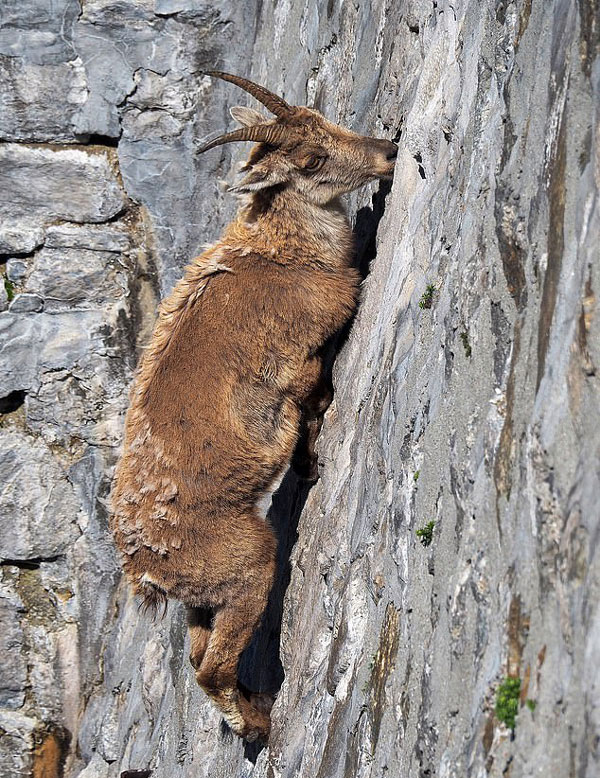 意大利野山羊为摄取盐巴攀爬50米高垂直水坝