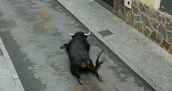 西班牙一公牛为躲避赛跑从车厢跳出摔断后腿