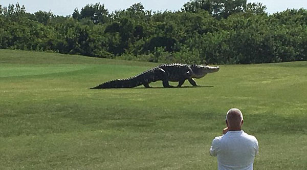 惊奇！美国一高尔夫球场再现巨型短吻鳄