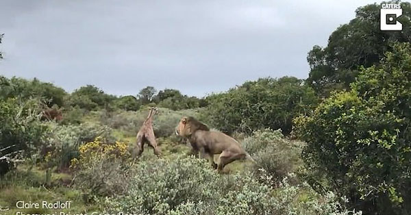 弱肉强食！南非小长颈鹿出生仅两小时便被狮子吃掉