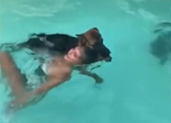 不可思议！美忠犬化身救生员英勇拯救“落水”女子