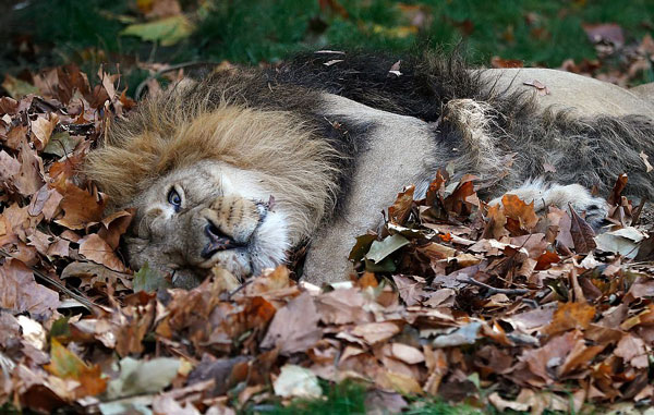英动物园狮子们玩心大发 落叶堆中打滚嬉戏