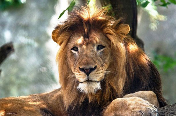 美动物园母狮杀死雄狮 共同生活8年育3名幼狮
