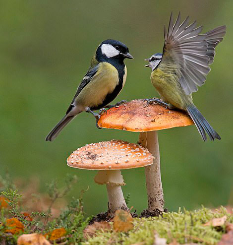 太萌了！英两只山雀站在蘑菇上为争夺食物开战