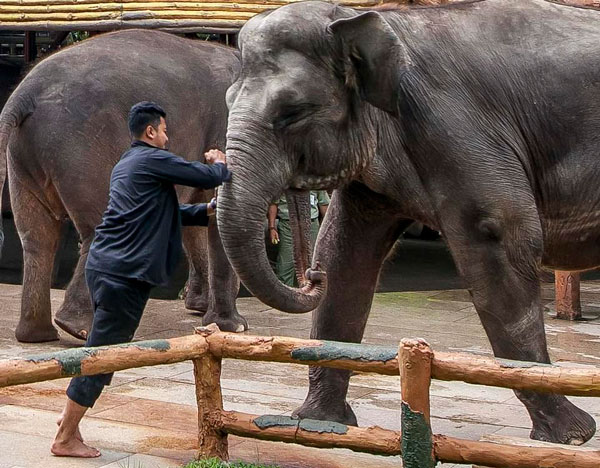 残忍！印尼动物园刺伤大象鼻子让其为游客表演