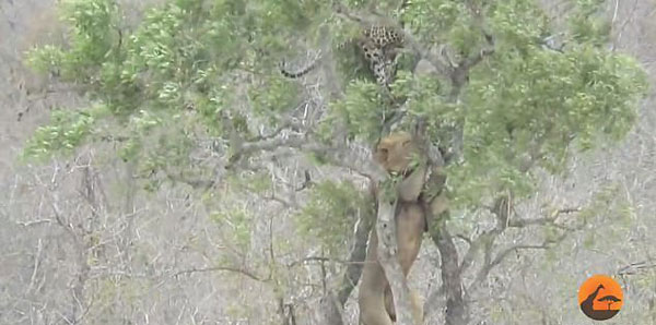 南非一雄狮爬树抢豹子猎物 失败后掉头返回地面