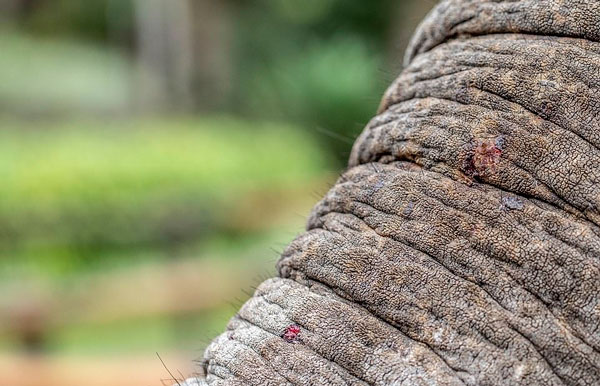 残忍！印尼动物园刺伤大象鼻子让其为游客表演