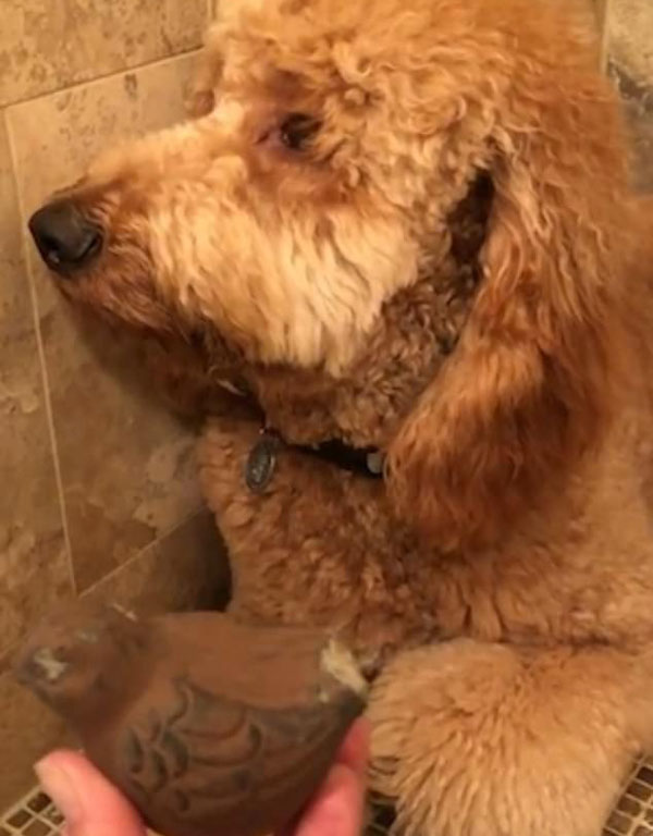 美国一贵宾犬打破饰品惹祸上身 自觉心虚躲浴帘后