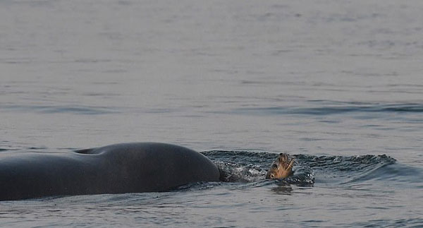 加拿大海域虎鲸猎杀海豹反复残忍玩弄