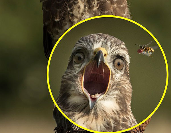 恰到好处！威尔士摄影师捕捉黄蜂夺走秃鹰食物画面