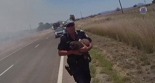 生死一线！澳警察反应迅速及时救出老人及其爱犬