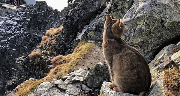波兰登山者登峰顶后发现一只猫 网上晒图引热议