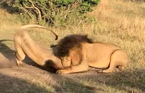 狮子三角恋！肯尼亚雄狮兄弟为争夺母狮大打出手