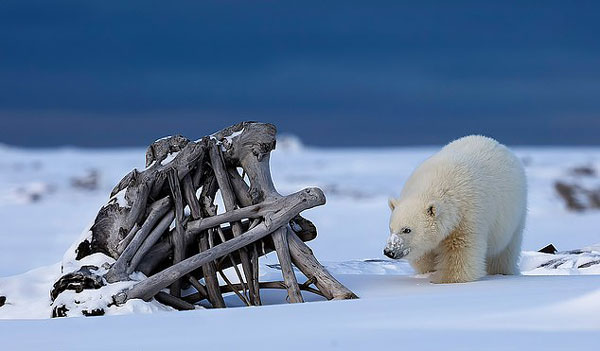北极熊宝宝双手合十祈祷“下雪” 憨厚可爱萌翻众人
