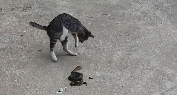 越南一家猫为捍卫领地勇斗毒蛇数分钟