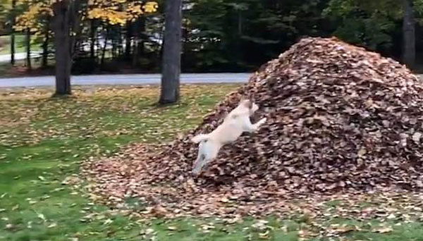 太萌了！美拉布拉多犬冲出车厢一头扎进落叶堆撒欢