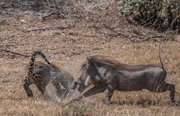 肯尼亚花豹猎杀两只小疣猪 曾被母猪吓跑放弃杀戮