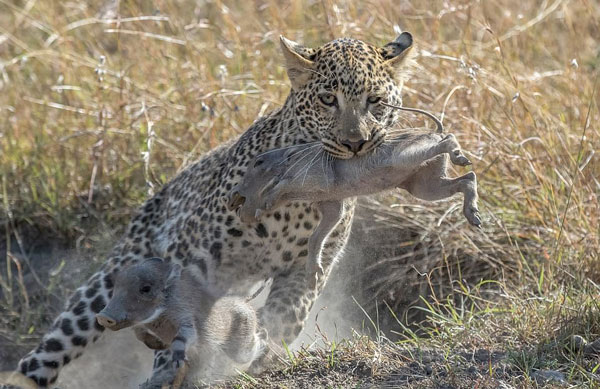 肯尼亚花豹猎杀两只小疣猪 曾被母猪吓跑放弃杀戮