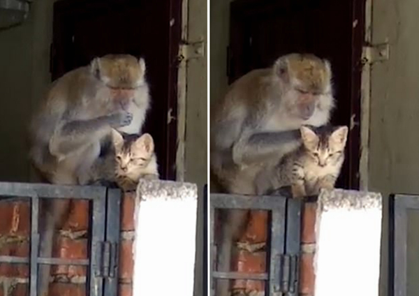 顽皮猴子“绑架”小猫为其清理皮毛 喵星人似很享受