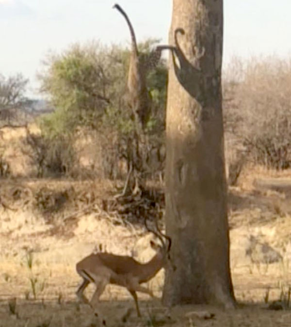 实拍花豹从树上跃下精准秒杀羚羊刺激过程