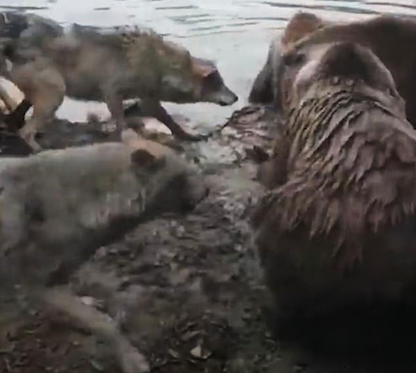 残忍！荷兰一动物园四棕熊将一母狼活活吃掉