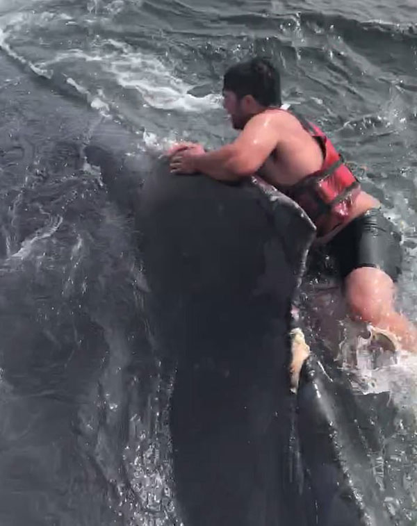 海域巨鲸被困警卫队无能为力 渔民勇敢跳海营救