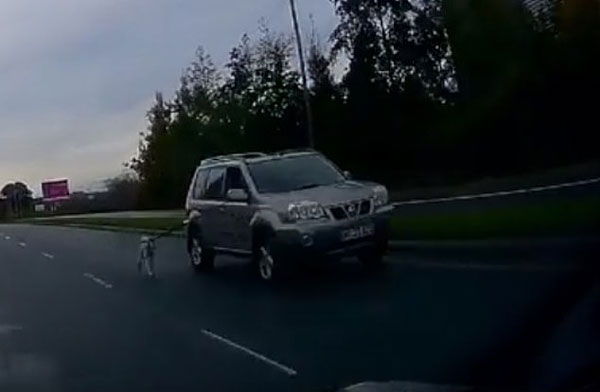 残忍！英司机开车时遛狗置小狗安危于不顾