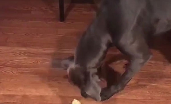 “狗”赃俱获！汪星人偷藏面包被发现面不改色