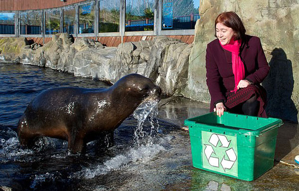 英动物园训练海狮捡垃圾 两个月5只出师
