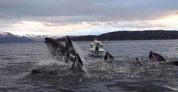 罕见实拍！慢镜头记录座头鲸群协作捕鱼壮观场面