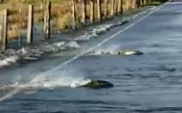 美国一条被淹高速路惊现鲑鱼逆流而上过路