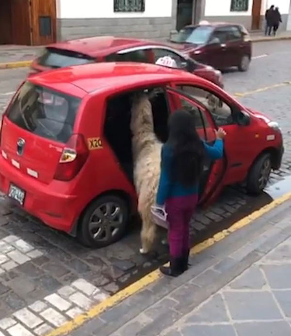 秘鲁一羊驼挤进出租车 姿态搞笑令人忍俊不禁