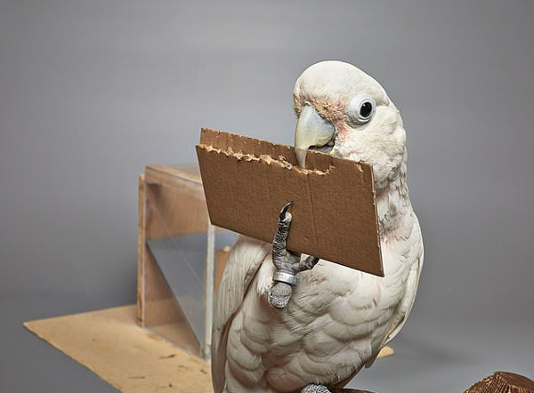 真聪明！凤头鹦鹉竟能用纸板当工具获取食物