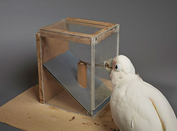 真聪明！凤头鹦鹉竟能用纸板当工具获取食物