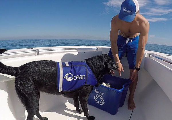 神技！美国一拉布拉多犬潜水捡拾池底塑料瓶
