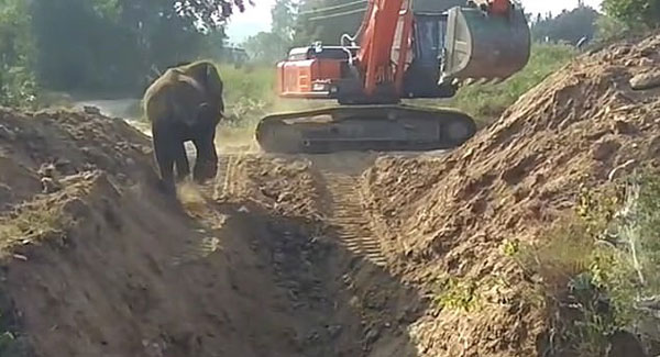 印度村民智救落井小象 堆土垒造逃生路