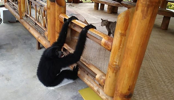 滑稽！印尼一猩猩狂追宠物猫欲与其做朋友