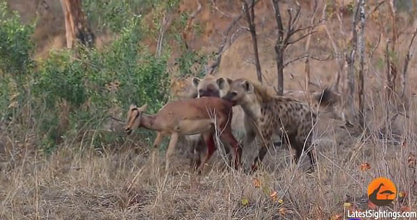 南非高角羚遭猎豹捕食 后又被鬣狗群撕成碎片