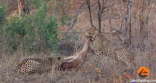 南非高角羚遭猎豹捕食 后又被鬣狗群撕成碎片