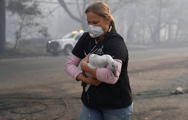 加州野火肆虐致数千野生动物和宠物丧生或走失