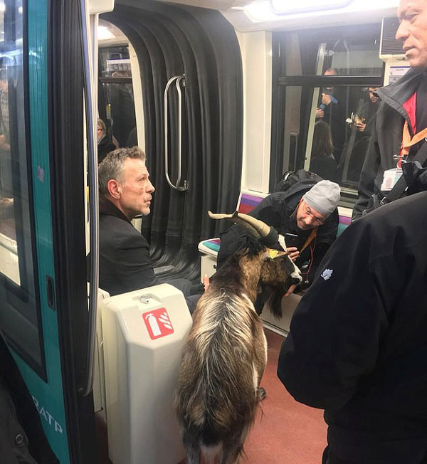 法国一男子带偷来的山羊坐地铁逃跑被赶出逮捕
