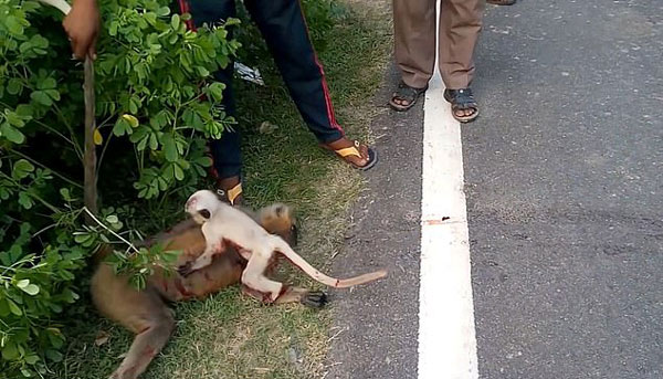 印母猴被车撞死 幼猴守在旁边试图叫醒
