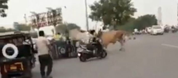印度两公牛当街打斗 落败者逃跑时被困嘟嘟车