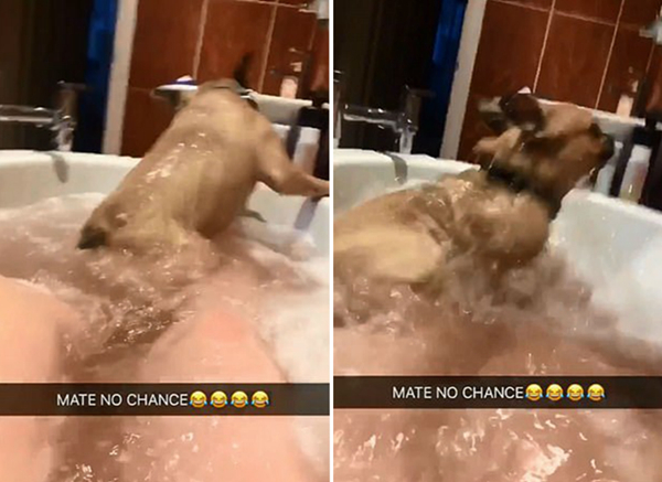 英孕妇沐浴洗澡时爱犬突然跳入浴缸